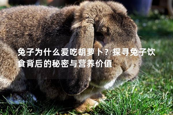 兔子为什么爱吃胡萝卜？探寻兔子饮食背后的秘密与营养价值