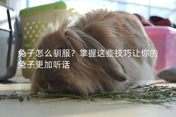 兔子怎么驯服？掌握这些技巧让你的兔子更加听话