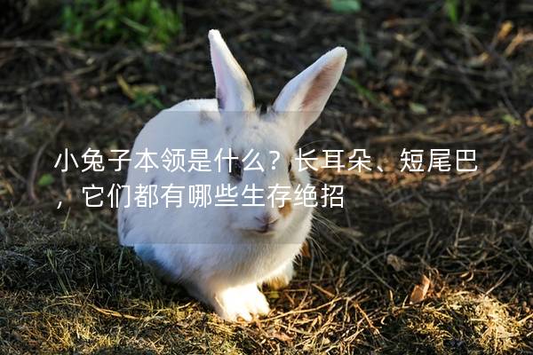 小兔子本领是什么？长耳朵、短尾巴，它们都有哪些生存绝招