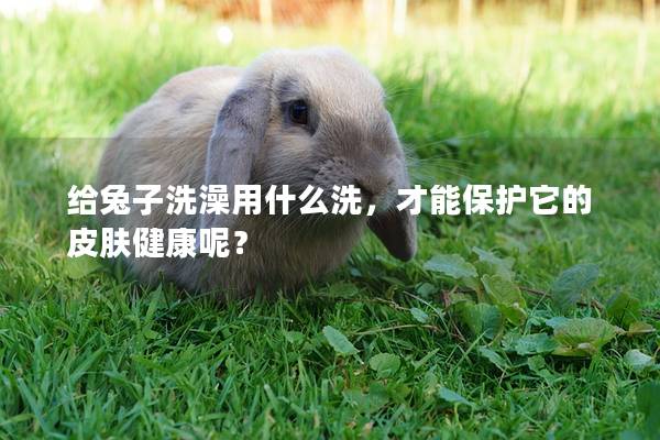给兔子洗澡用什么洗，才能保护它的皮肤健康呢？