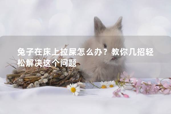 兔子在床上拉屎怎么办？教你几招轻松解决这个问题
