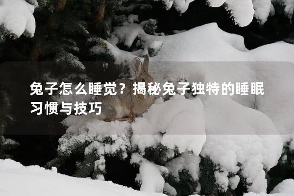 兔子怎么睡觉？揭秘兔子独特的睡眠习惯与技巧