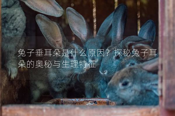 兔子垂耳朵是什么原因？探秘兔子耳朵的奥秘与生理特征
