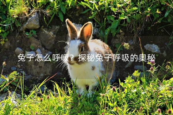 兔子怎么呼吸？探秘兔子呼吸的奥秘
