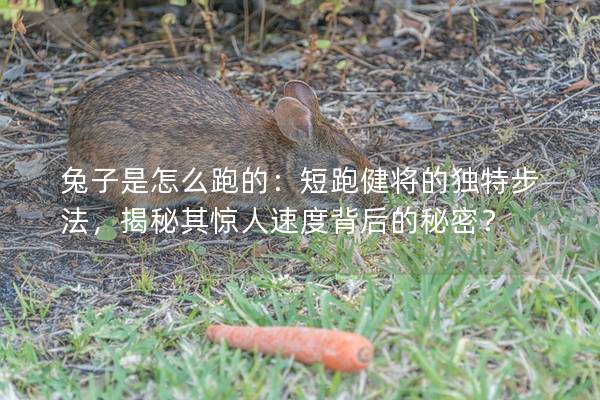 兔子是怎么跑的：短跑健将的独特步法，揭秘其惊人速度背后的秘密？