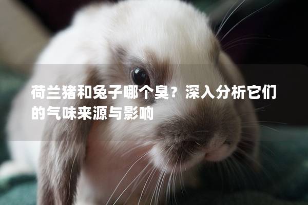 荷兰猪和兔子哪个臭？深入分析它们的气味来源与影响