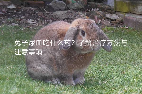 兔子尿血吃什么药？了解治疗方法与注意事项