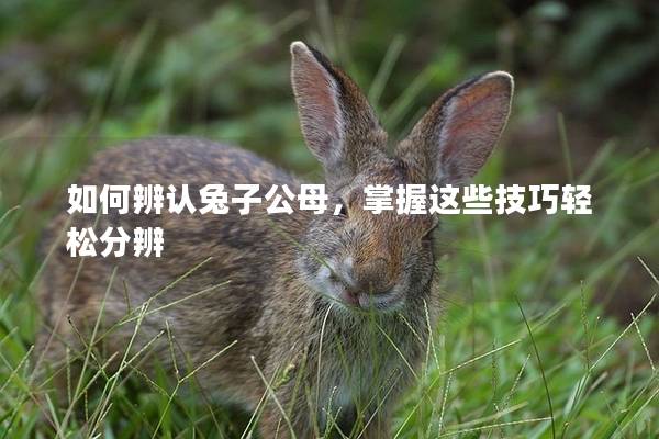 如何辨认兔子公母，掌握这些技巧轻松分辨
