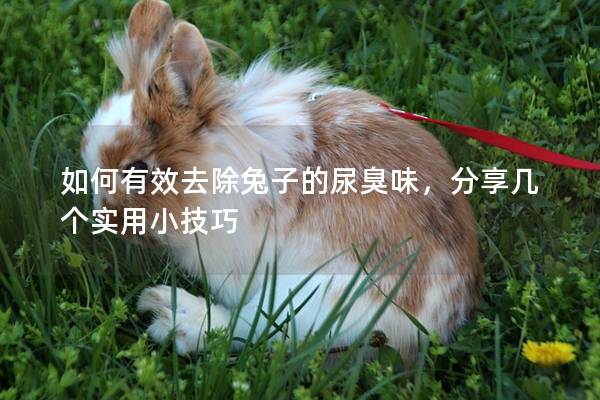 如何有效去除兔子的尿臭味，分享几个实用小技巧
