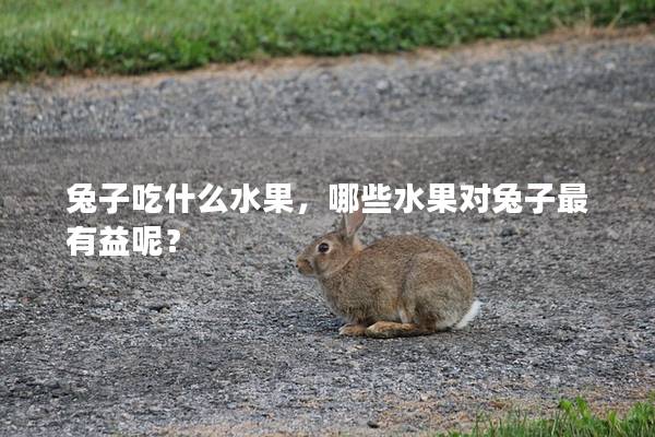 兔子吃什么水果，哪些水果对兔子最有益呢？