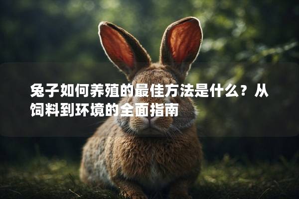 兔子如何养殖的最佳方法是什么？从饲料到环境的全面指南
