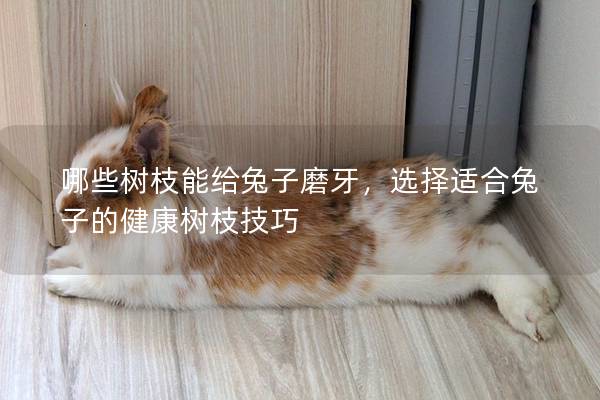 哪些树枝能给兔子磨牙，选择适合兔子的健康树枝技巧