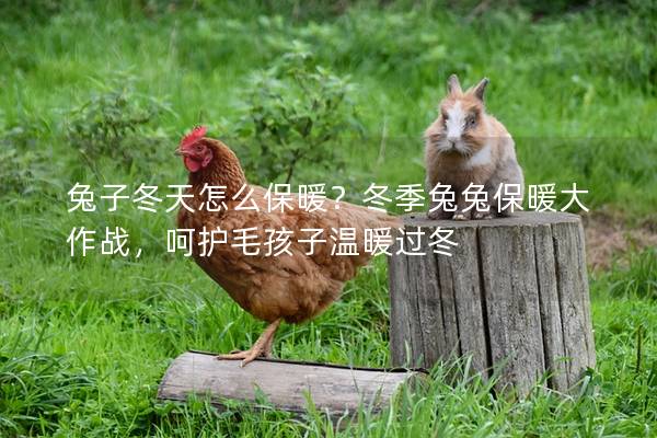 兔子冬天怎么保暖？冬季兔兔保暖大作战，呵护毛孩子温暖过冬