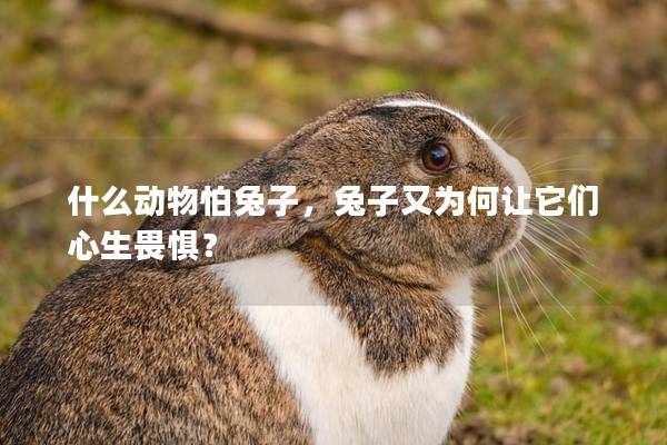 什么动物怕兔子，兔子又为何让它们心生畏惧？