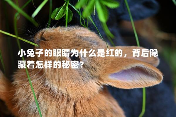 小兔子的眼睛为什么是红的，背后隐藏着怎样的秘密？