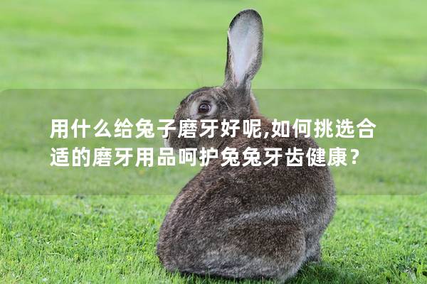 用什么给兔子磨牙好呢,如何挑选合适的磨牙用品呵护兔兔牙齿健康？