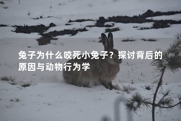 兔子为什么咬死小兔子？探讨背后的原因与动物行为学