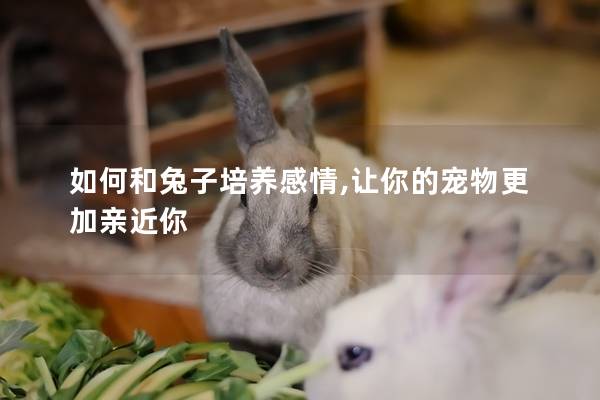 如何和兔子培养感情,让你的宠物更加亲近你