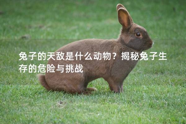 兔子的天敌是什么动物？揭秘兔子生存的危险与挑战