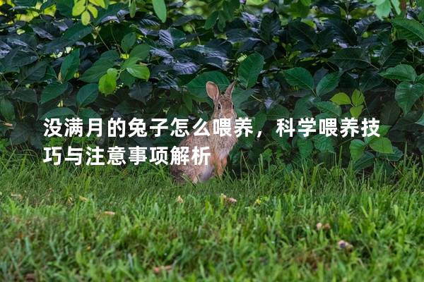 没满月的兔子怎么喂养，科学喂养技巧与注意事项解析