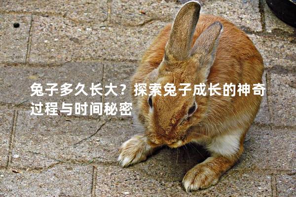 兔子多久长大？探索兔子成长的神奇过程与时间秘密