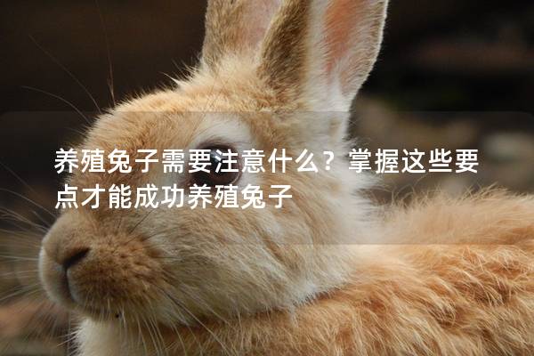 养殖兔子需要注意什么？掌握这些要点才能成功养殖兔子