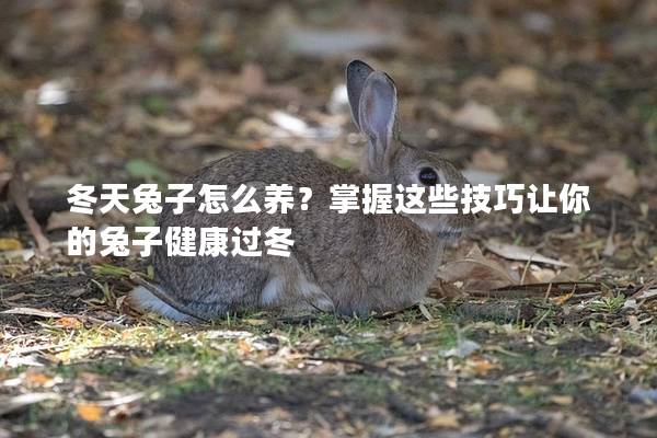 冬天兔子怎么养？掌握这些技巧让你的兔子健康过冬