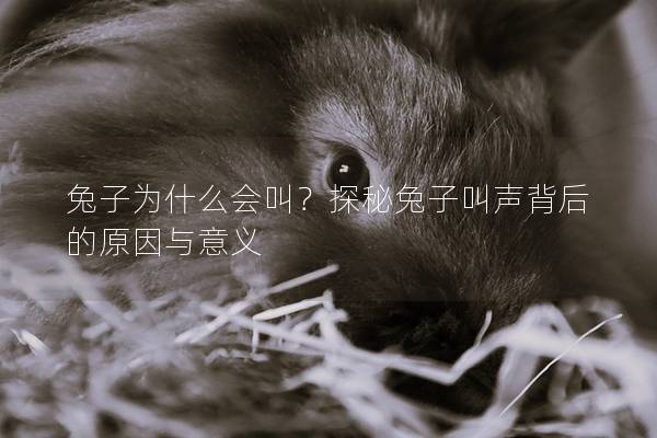 兔子为什么会叫？探秘兔子叫声背后的原因与意义