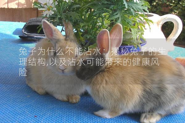 兔子为什么不能沾水：揭秘兔子的生理结构,以及沾水可能带来的健康风险