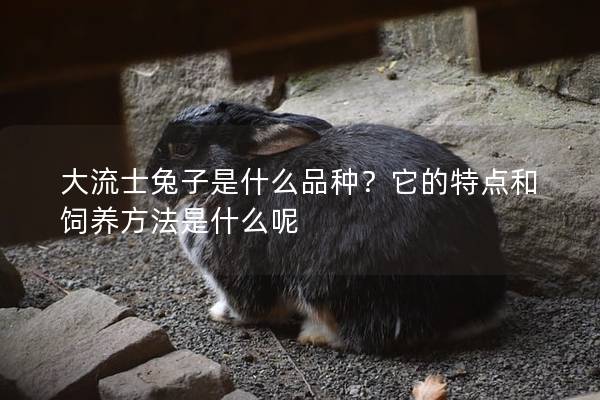 大流士兔子是什么品种？它的特点和饲养方法是什么呢