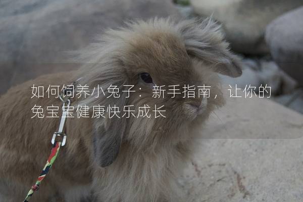 如何饲养小兔子：新手指南，让你的兔宝宝健康快乐成长