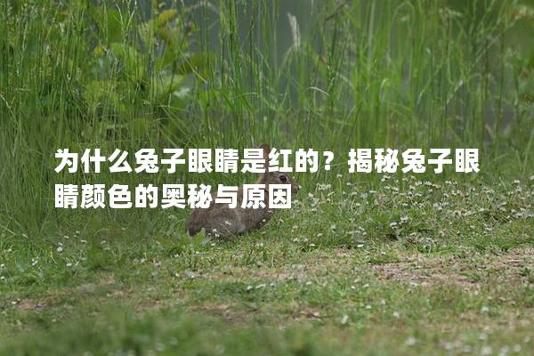 为什么兔子眼睛是红的？揭秘兔子眼睛颜色的奥秘与原因