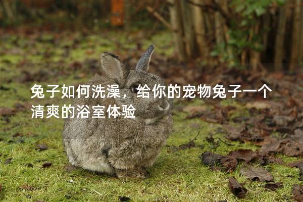 兔子如何洗澡，给你的宠物兔子一个清爽的浴室体验