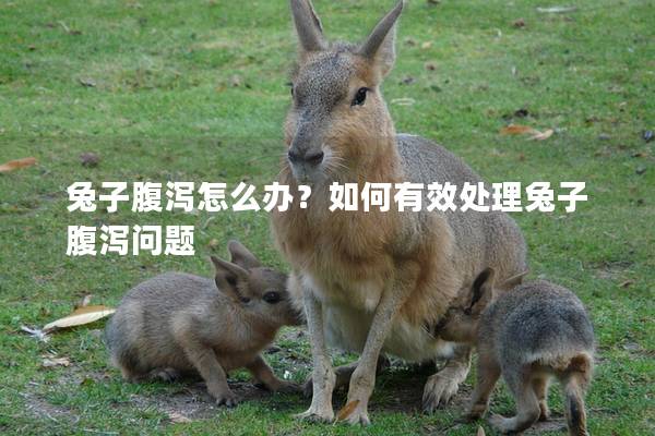 兔子腹泻怎么办？如何有效处理兔子腹泻问题