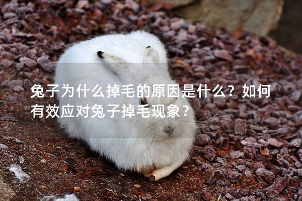 兔子为什么掉毛的原因是什么？如何有效应对兔子掉毛现象？