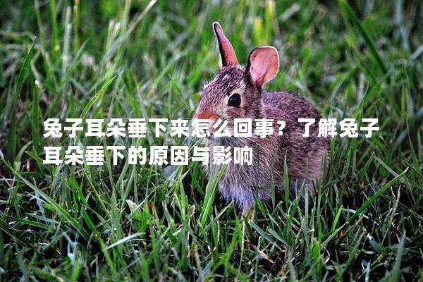 兔子耳朵垂下来怎么回事？了解兔子耳朵垂下的原因与影响