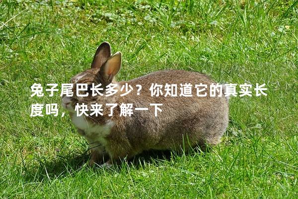 兔子尾巴长多少？你知道它的真实长度吗，快来了解一下