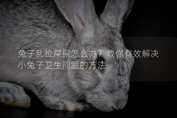 兔子乱拉屎尿怎么办？教你有效解决小兔子卫生问题的方法