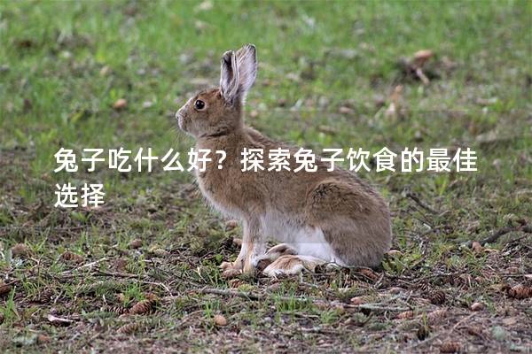 兔子吃什么好？探索兔子饮食的最佳选择