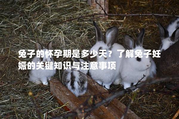 兔子的怀孕期是多少天？了解兔子妊娠的关键知识与注意事项