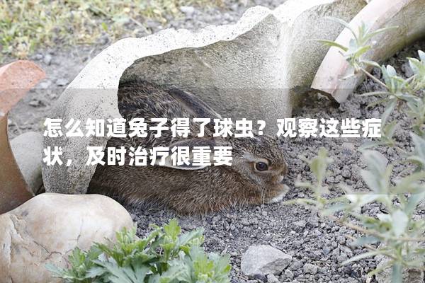 怎么知道兔子得了球虫？观察这些症状，及时治疗很重要