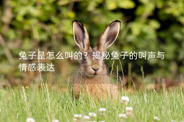 兔子是怎么叫的？揭秘兔子的叫声与情感表达