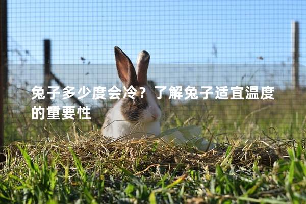 兔子多少度会冷？了解兔子适宜温度的重要性