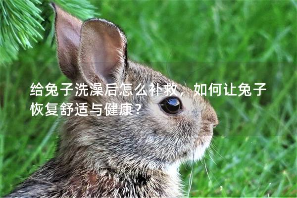 给兔子洗澡后怎么补救，如何让兔子恢复舒适与健康？