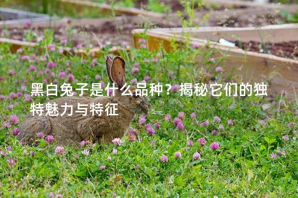 黑白兔子是什么品种？揭秘它们的独特魅力与特征