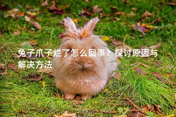 兔子爪子烂了怎么回事？探讨原因与解决方法
