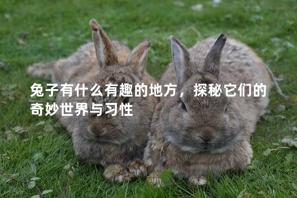兔子有什么有趣的地方，探秘它们的奇妙世界与习性