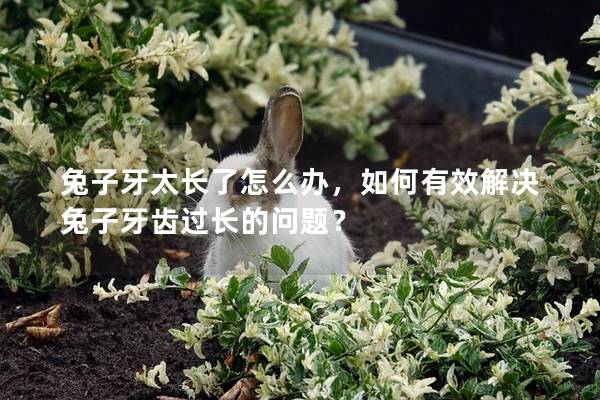 兔子牙太长了怎么办，如何有效解决兔子牙齿过长的问题？