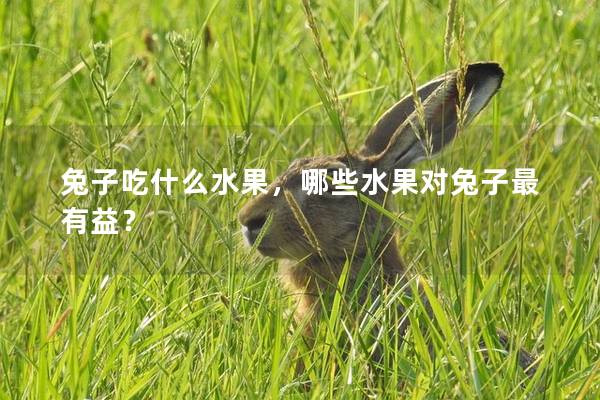 兔子吃什么水果，哪些水果对兔子最有益？