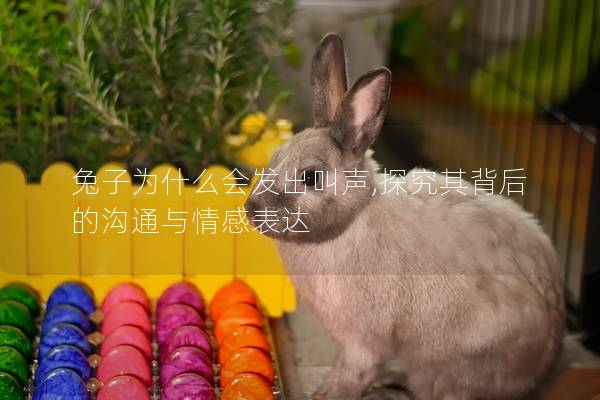 兔子为什么会发出叫声,探究其背后的沟通与情感表达